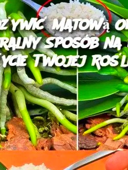 Jak Ożywić Matową Orchideę: Naturalny Sposób na Drugie Życie Twojej Rośliny