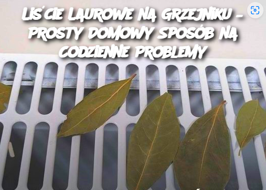 Liście Laurowe na Grzejniku – Prosty Domowy Sposób na Codzienne Problemy