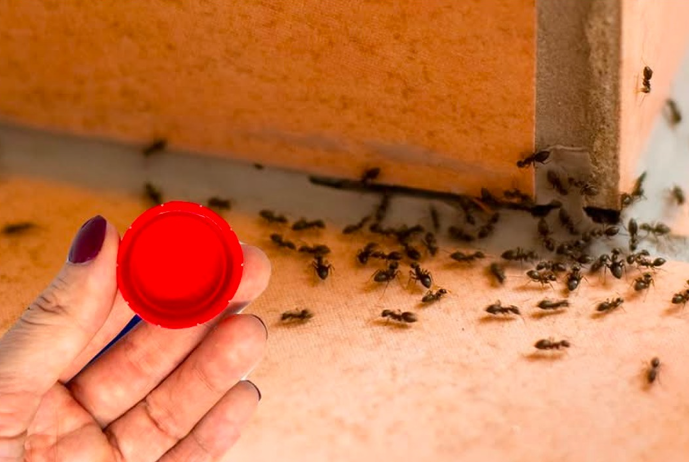 Jak utrzymać owady z dala od domu: 6 naturalnych sposobów