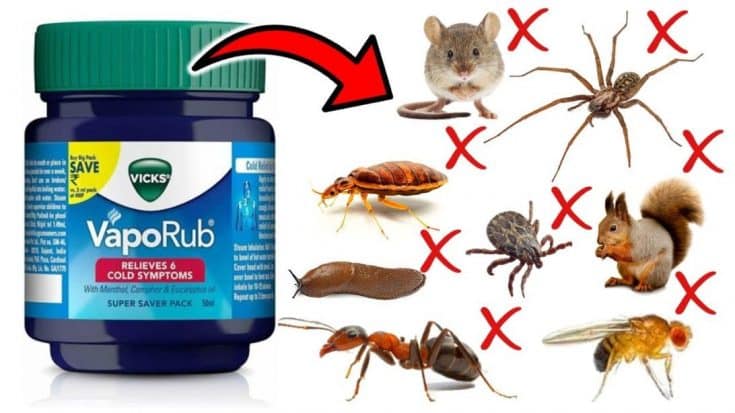 Jak wyeliminować domowe szkodniki za pomocą Vicks VapoRub