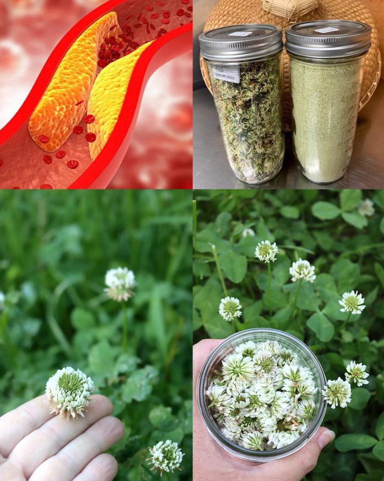 Koniczyna biała (Trifolium repens): 15 korzyści i zastosowań
