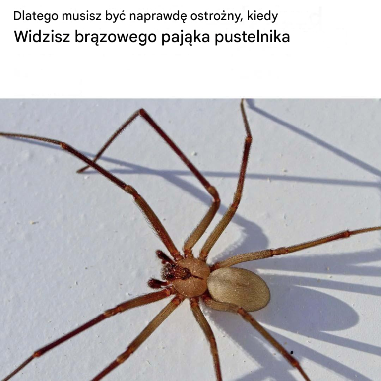 Dlatego trzeba być naprawdę ostrożnym, jeśli zobaczy się pająka pustelnika brunatnego