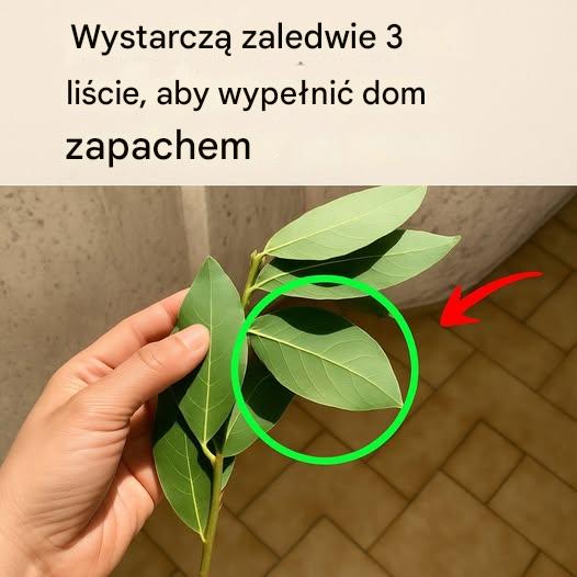 Wystarczą 3 liście tej rośliny, aby nadać domowi zapach